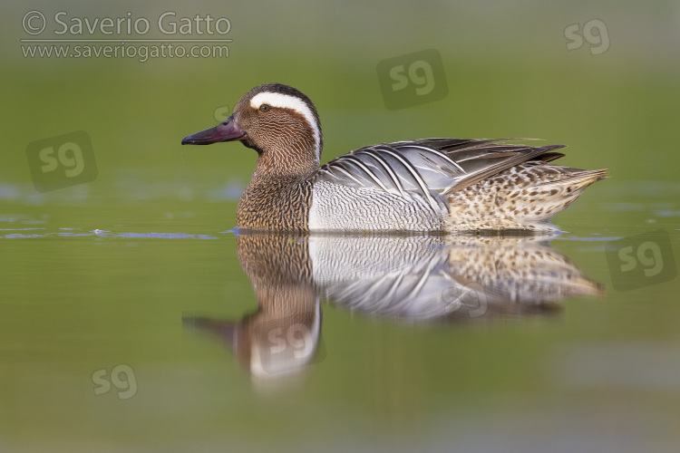 Garganey