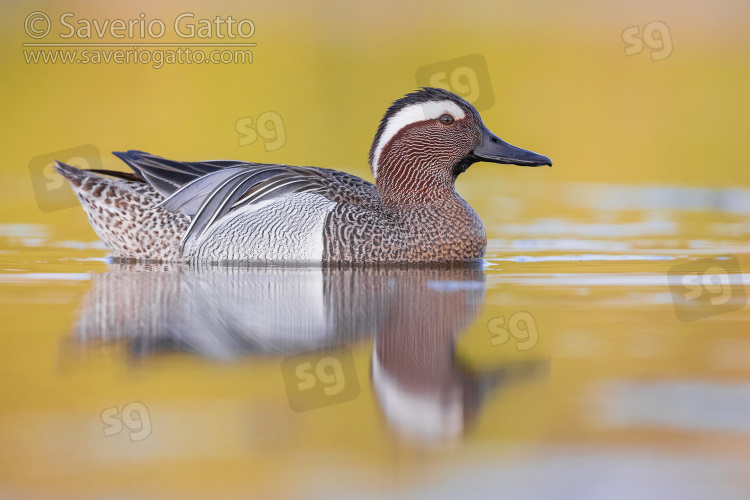 Garganey, side view of an adult male swimming in the water