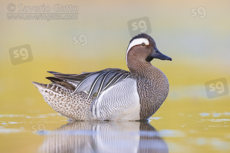 Garganey, side view of an adult male standing in the water