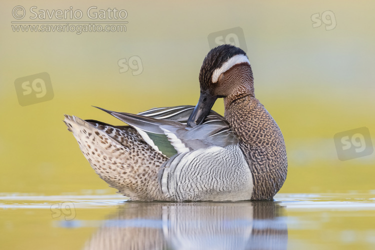 Garganey, side view of an adult male preening