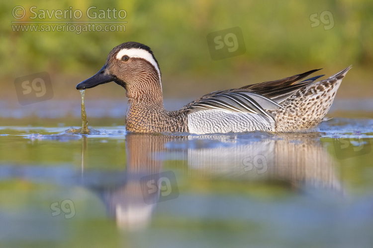 Garganey, side view of an adult male swimming in the water