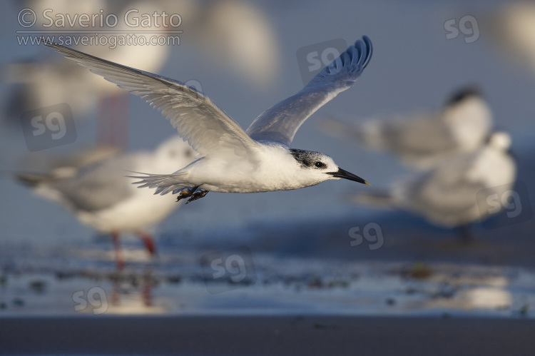 Sandwich Tern, side view of an adult in winter plumage in flight