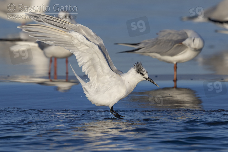 Sandwich Tern, side view of an adult in winter plumage in flight