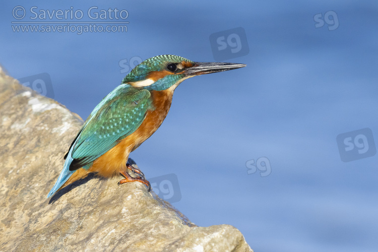 Common Kingfisher, side view  of a juvenile perched on a rock