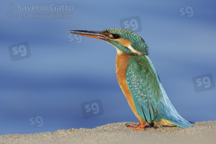 Martin pescatore, femmina adulta posata sulla sabbia