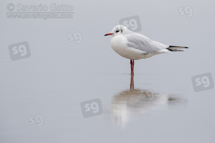 Black-heade Gull