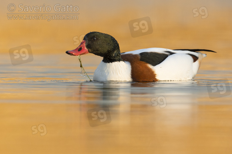 Common Shelduck