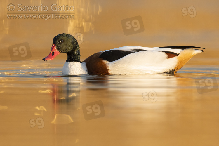 Common Shelduck, side view of a male swimming