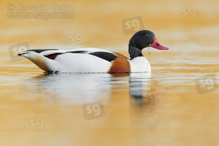 Common Shelduck, side view of a male swimming