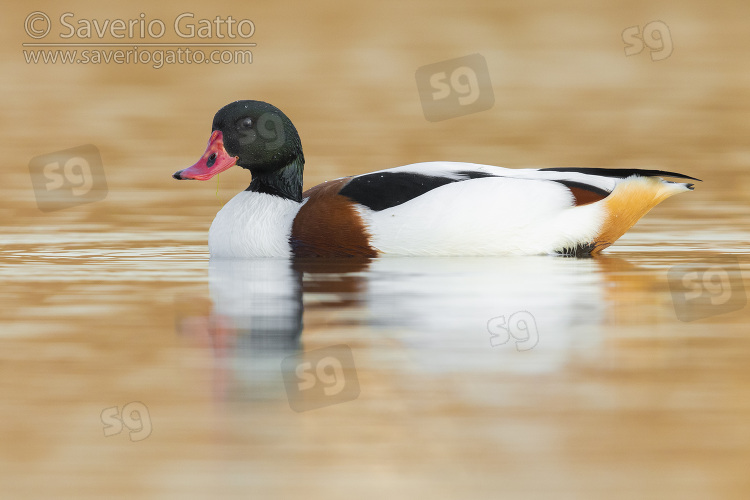 Common Shelduck, side view of a male swimming