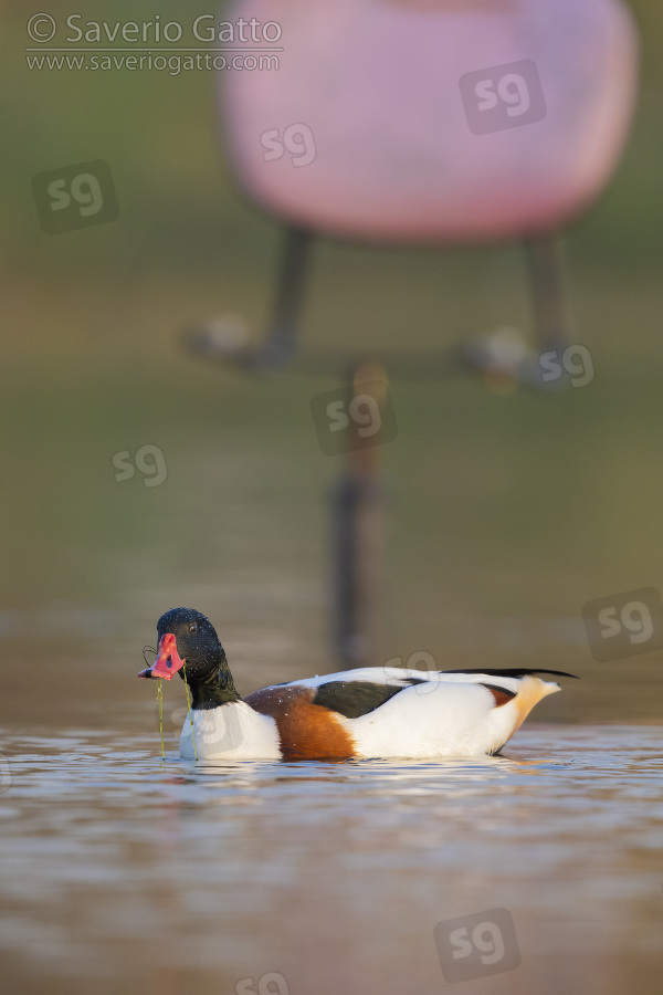 Common Shelduck, male in the water with a dumped chair in the background