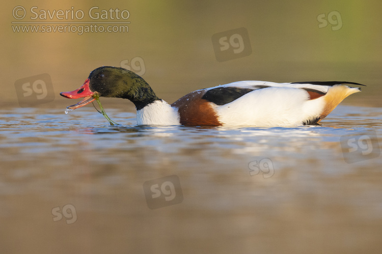 Common Shelduck, side view of a male swimming