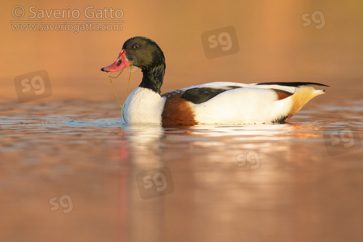 Common Shelduck, side view of a male swimming