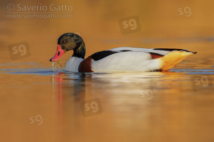 Common Shelduck, side view of a male swimming