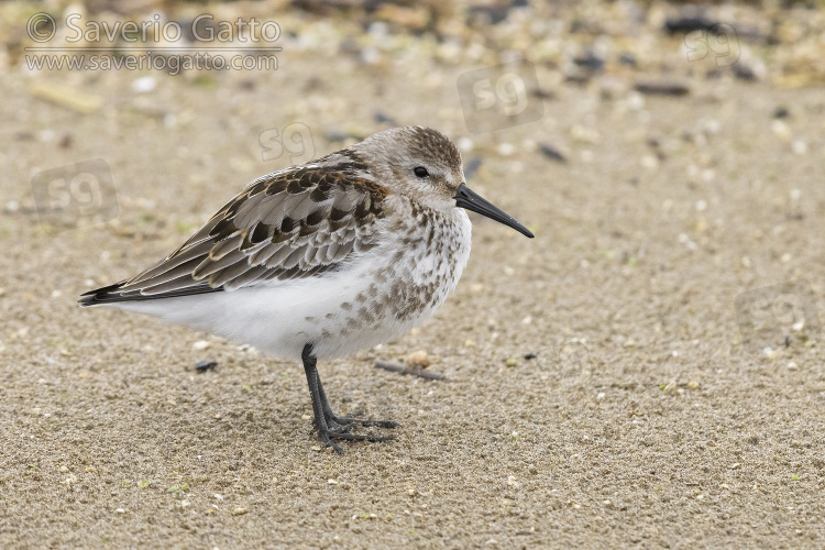 Dunlin, side view of a juvenile resting on the sand