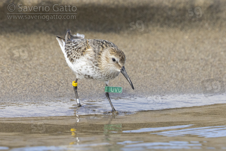 Dunlin, ringed juvenile standing in the water