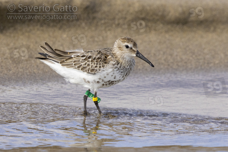 Dunlin, ringed juvenile standing in the water