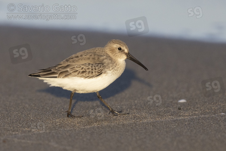 Dunlin, side view of an individual in winter plumage running on the shore