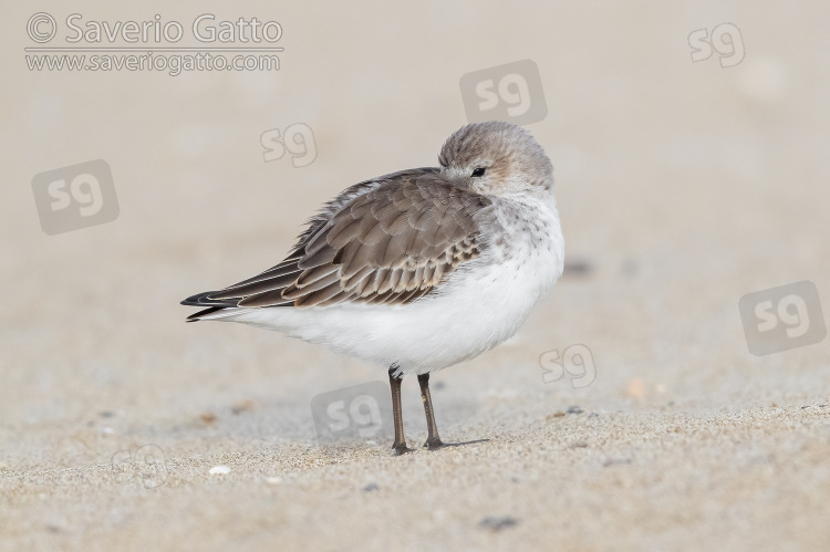 Dunlin, side view of an individual resting on the sand