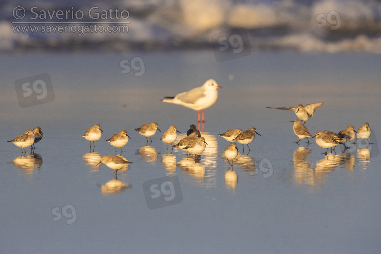 Dunlin, flock resting on the shore together with a black-headed gull