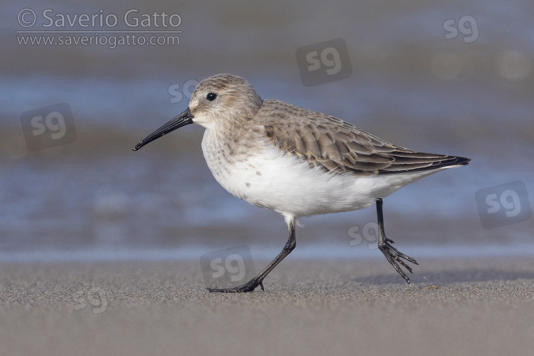 Dunlin, side view of an individual in winter plumage running on the shore