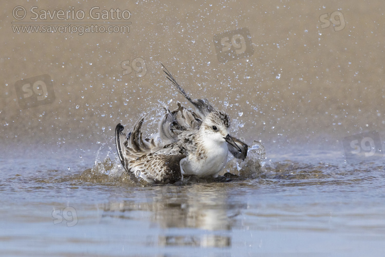 Sanderling, juveniletaking a bath