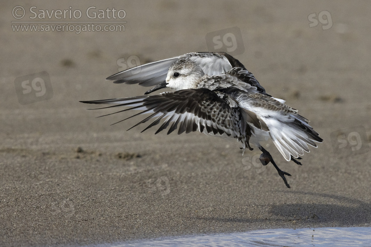 Sanderling