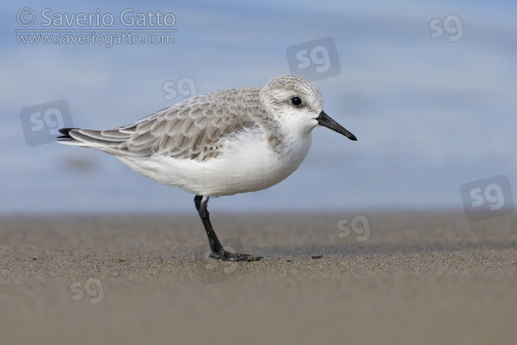 Sanderling, side view of an adult in winter plumage standing on the sand