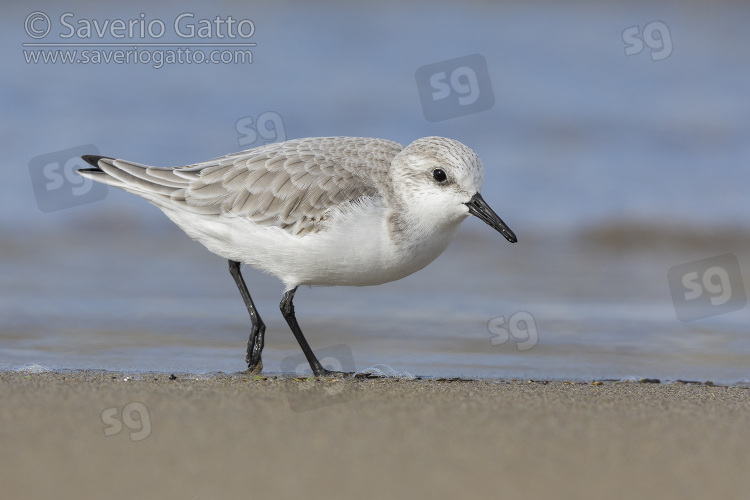 Sanderling, side view of an adult in winter plumage standing on the sand