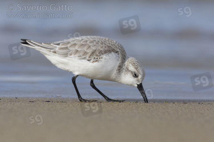 Sanderling, side view of an adult in winter plumage picking up some food