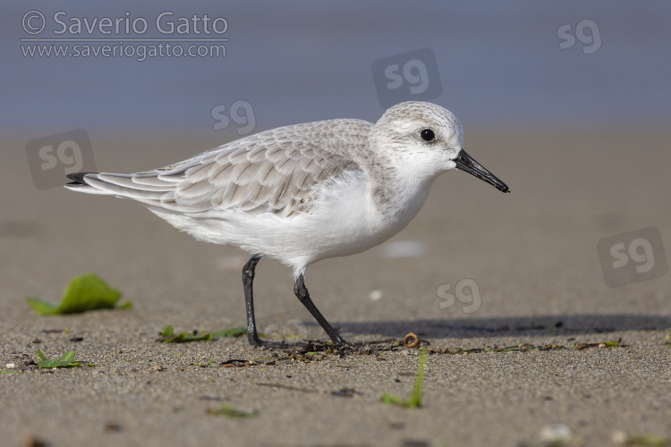 Sanderling, side view of an adult in winter plumage standing on the sand