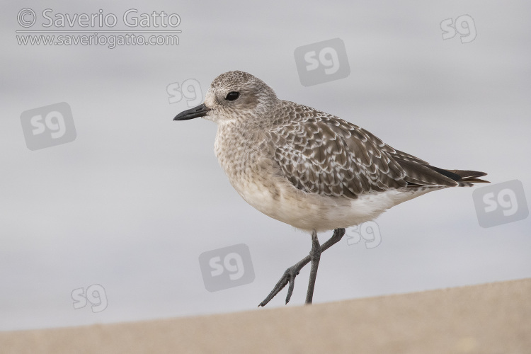 Grey Plover, side view of an adult in winter plumage standing on the sand