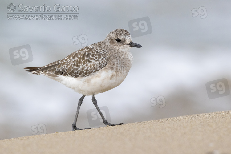 Grey Plover