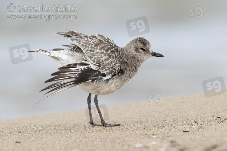 Grey Plover