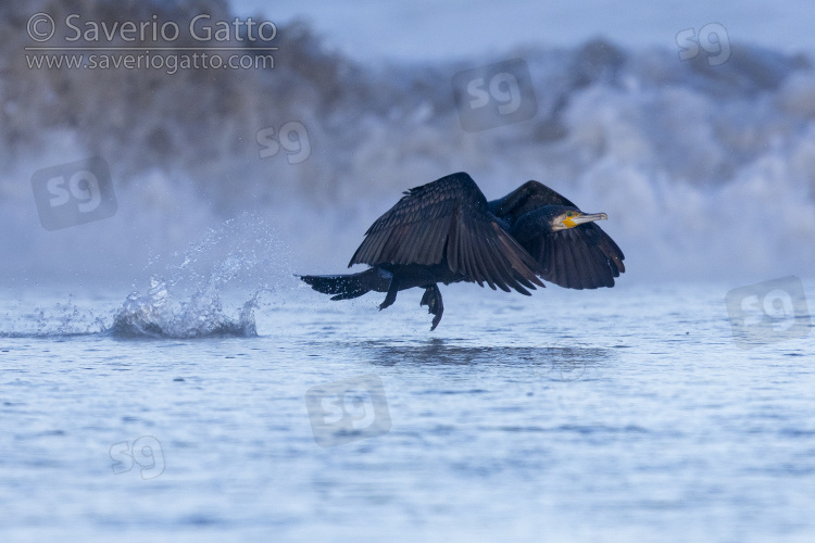 Great Cormorant, side view of an adult in flight