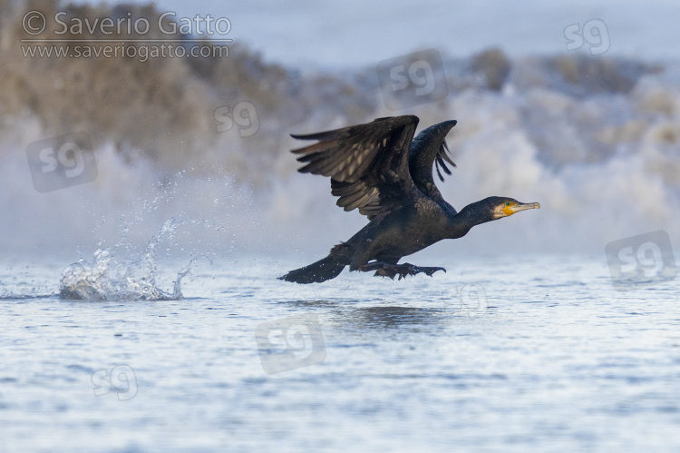 Great Cormorant, side view of an adult in flight