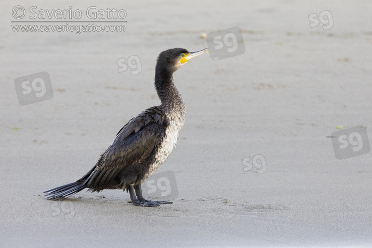 Great Cormorant, side view of a juvenile standing on the sand