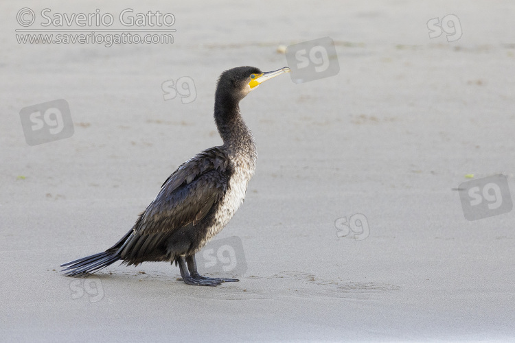 Great Cormorant