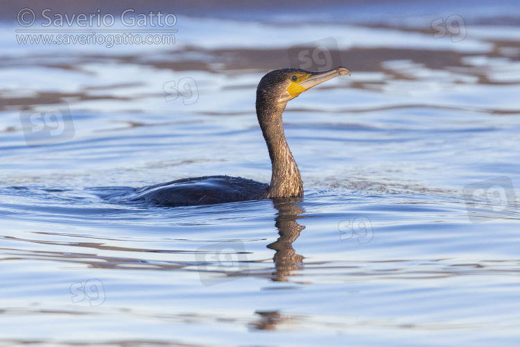 Great Cormorant, side view of a juvenile swimming in the water