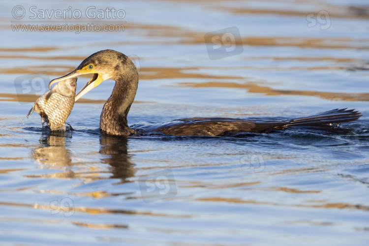 Great Cormorant, side view of a juvenile eating a dead fish