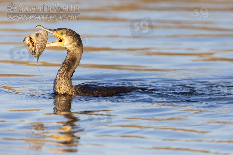 Great Cormorant, side view of a juvenile eating a dead fish
