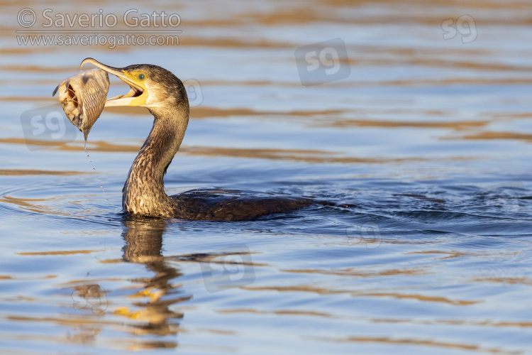 Cormorano, giovane che si ciba di un carpa morta