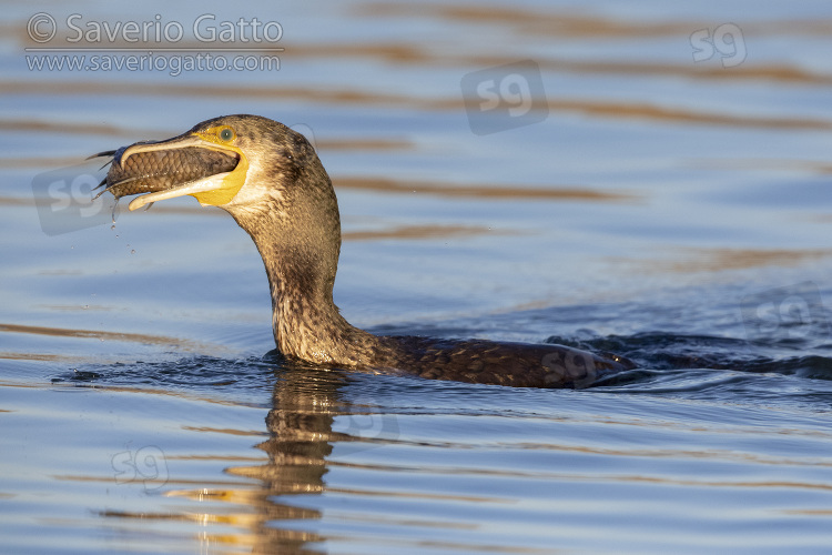 Great Cormorant, side view of a juvenile eating a dead fish