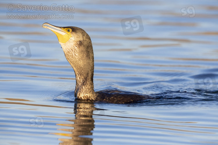 Great Cormorant, side view of a juvenile swimming in the water