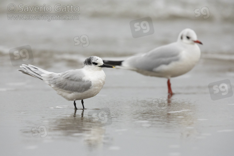 Sandwich Tern