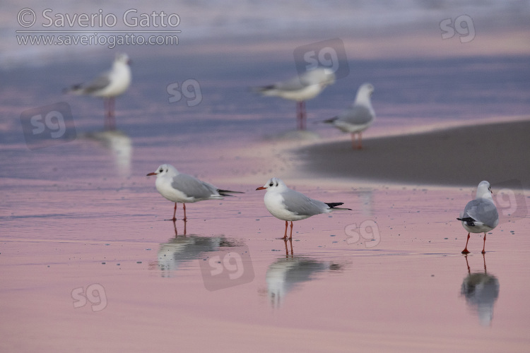 Black-heade Gull, small flock standing on the shore