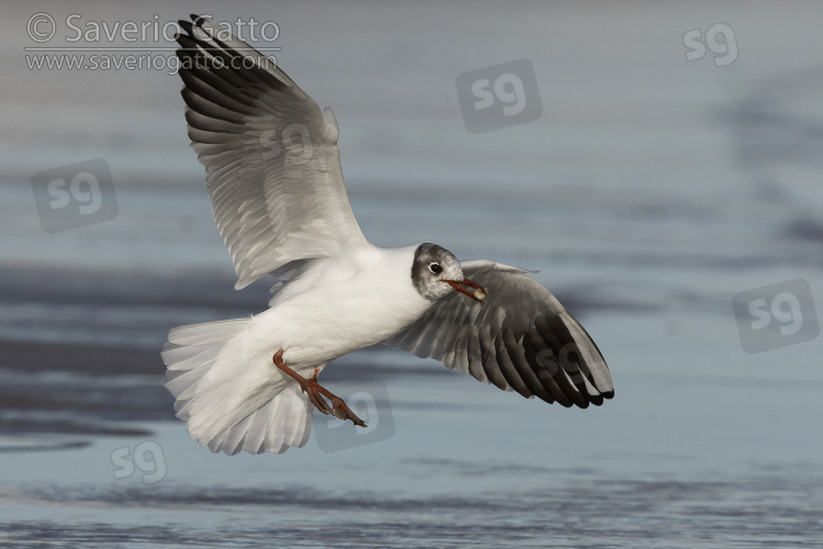 Black-heade Gull, sied view of an adult in flight