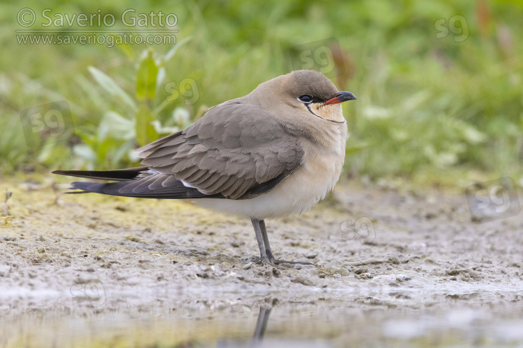 Collared Pratincole