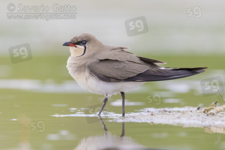 Collared Pratincole