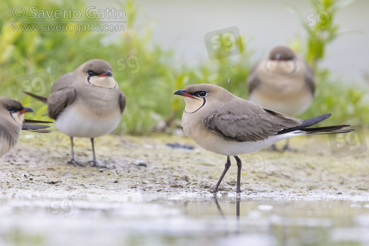 Collared Pratincole